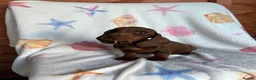 Dachshund dogs for sale: Miniature dachshund boy  - Advert 3