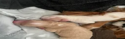 Cocker Spaniel dogs for sale: Six gorgeous cocker spaniel pups - Advert 4