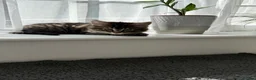 Turkish Angora cats for sale: Cute Turkish Angora x British Shorthair Kitten - Advert 20