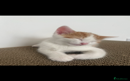 Mixed Breed cats for sale: Beautiful ginger and white kittens - Image 4