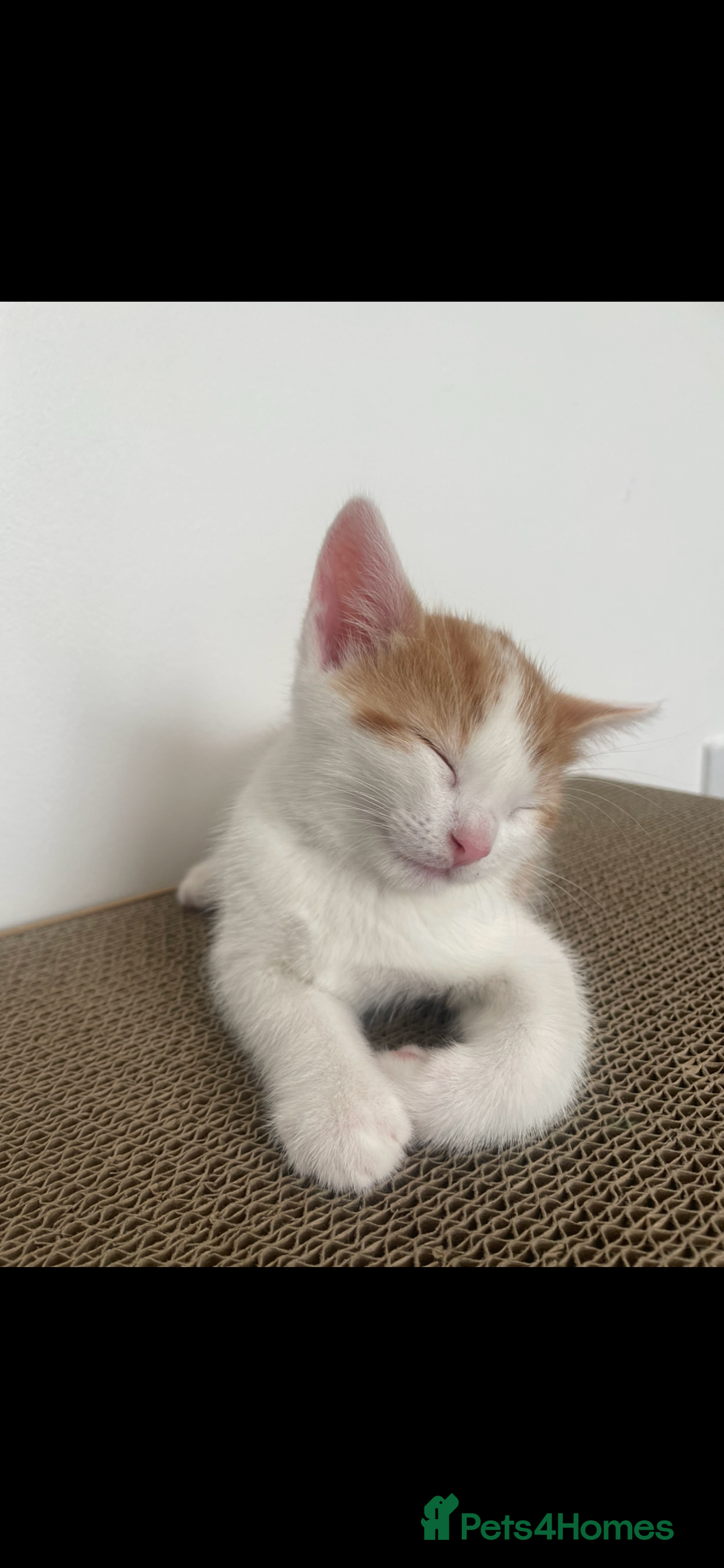 Mixed Breed cats for sale: Beautiful ginger and white kittens - Image 4