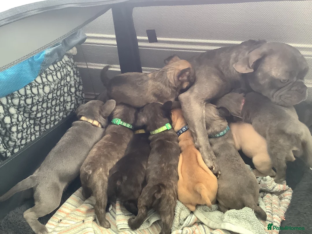 Mixed Breed dogs for sale: Frenchies x Pomeranian puppies - Advert 2