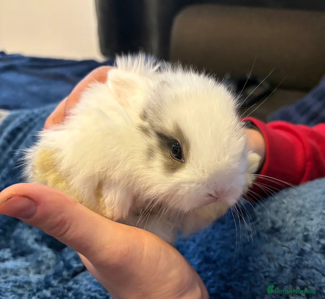 Mini Lop rabbits for sale: Beautiful pure bred mini lop bunnies - Advert 7
