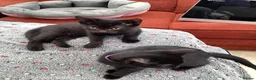 Mixed Breed cats for sale: Feral kittens  in Durham - Advert 6