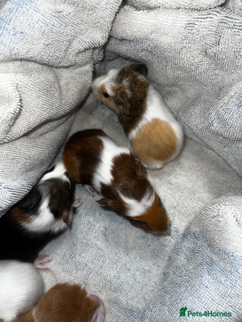 Guinea Pig rodents - Advert 5