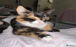 Mixed Breed cats for sale: 2 female kittens 🐈‍⬛ 🩷 - Image 1