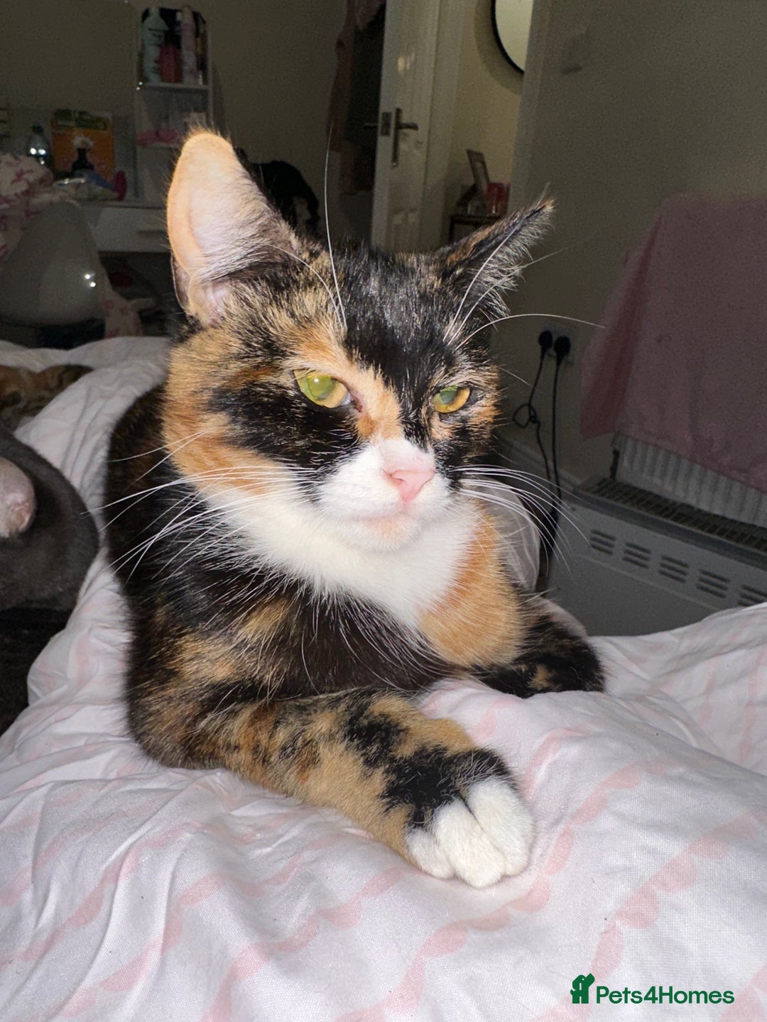 Mixed Breed cats for sale: 2 female kittens 🐈‍⬛ 🩷 - Image 1