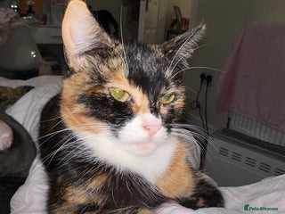 Mixed Breed cats - Advert 1