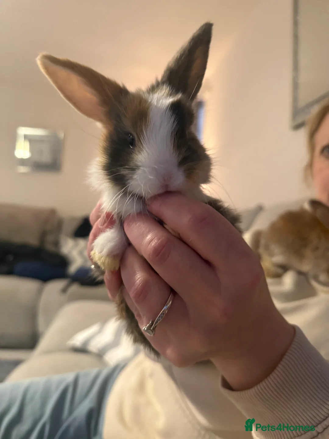 Mixed Breed rabbits for sale: Baby bunnies - Advert 7