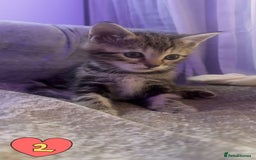 Mixed Breed cats for sale: Two Female kittens (Bengal/Persian mix - Image 3