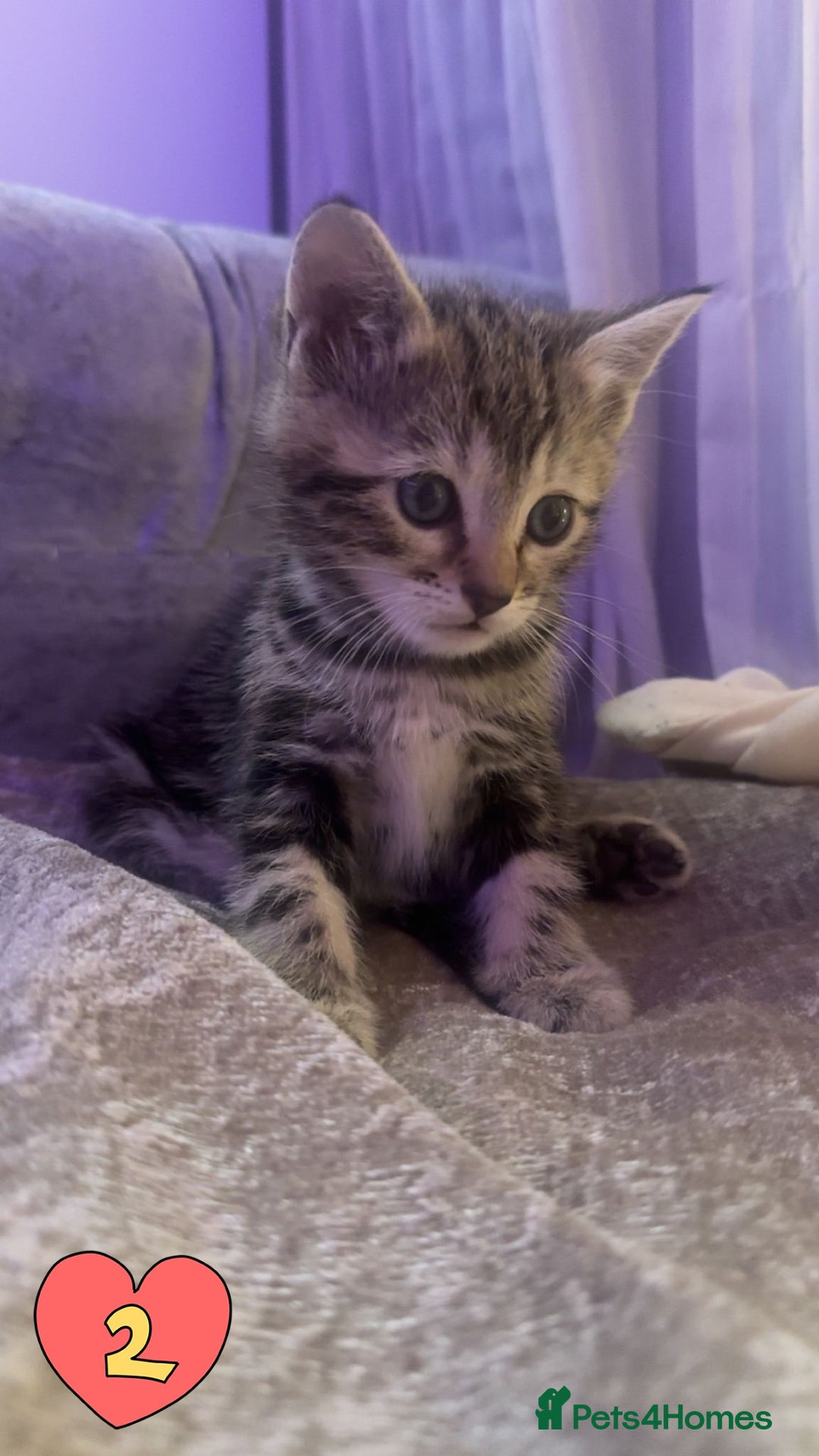 Mixed Breed cats for sale: Two Female kittens (Bengal/Persian mix - Image 3