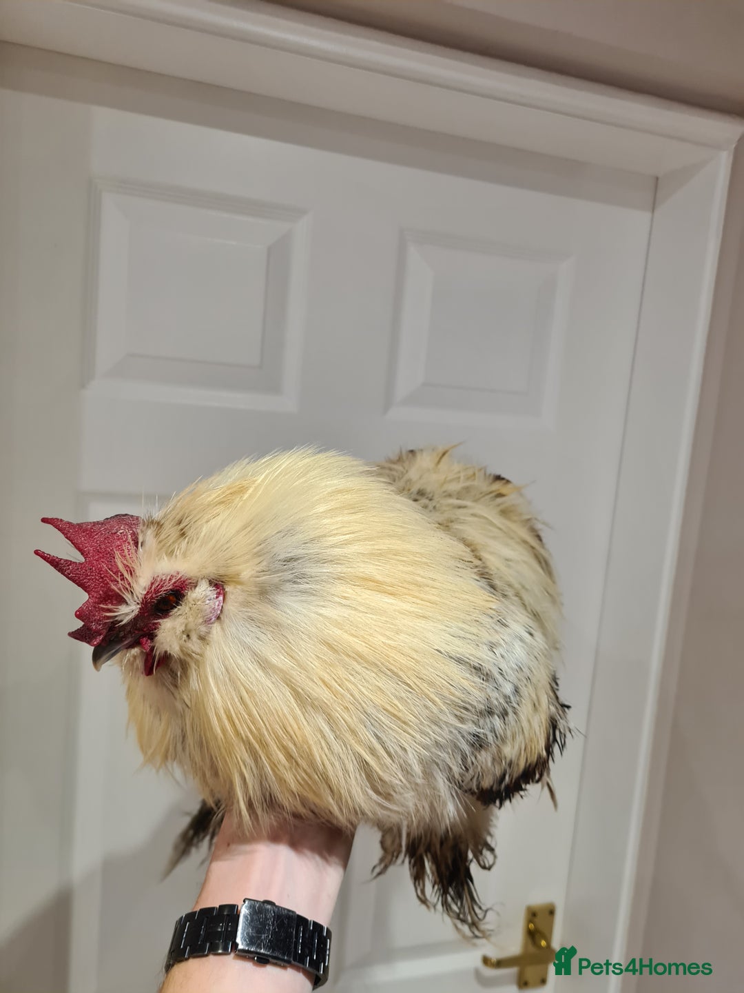 Chickens poultry for sale: Caring rooster - Advert 3