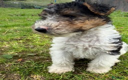 Fox Terrier dogs for sale: KC registered Wire hair fox Terrier puppies  - Image 10