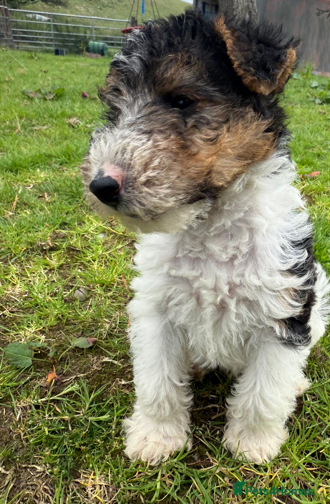 Fox Terrier dogs for sale: KC registered Wire hair fox Terrier puppies  - Image 10