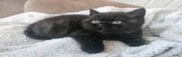 Persian cats for sale: Chunky Persian × British  - Advert 11
