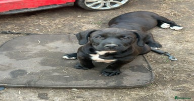 Mixed Breed dogs - Advert 7