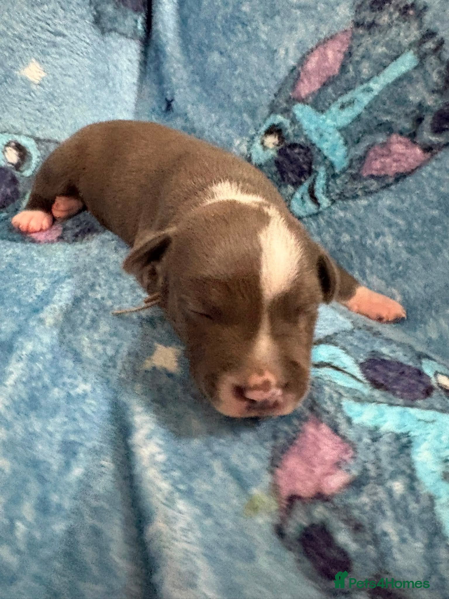 Staffordshire Bull Terrier dogs Lovely staffie pups   - Advert 1
