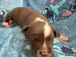 Staffordshire Bull Terrier dogs Lovely staffie pups - Advert 1