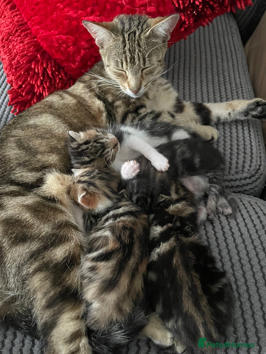 Domestic Shorthair cats for sale: 2 boys 1 female cats  - Advert 1