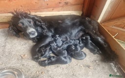 Cockapoo dogs for sale: Stunning litter of F1 Cockapoos - Image 7