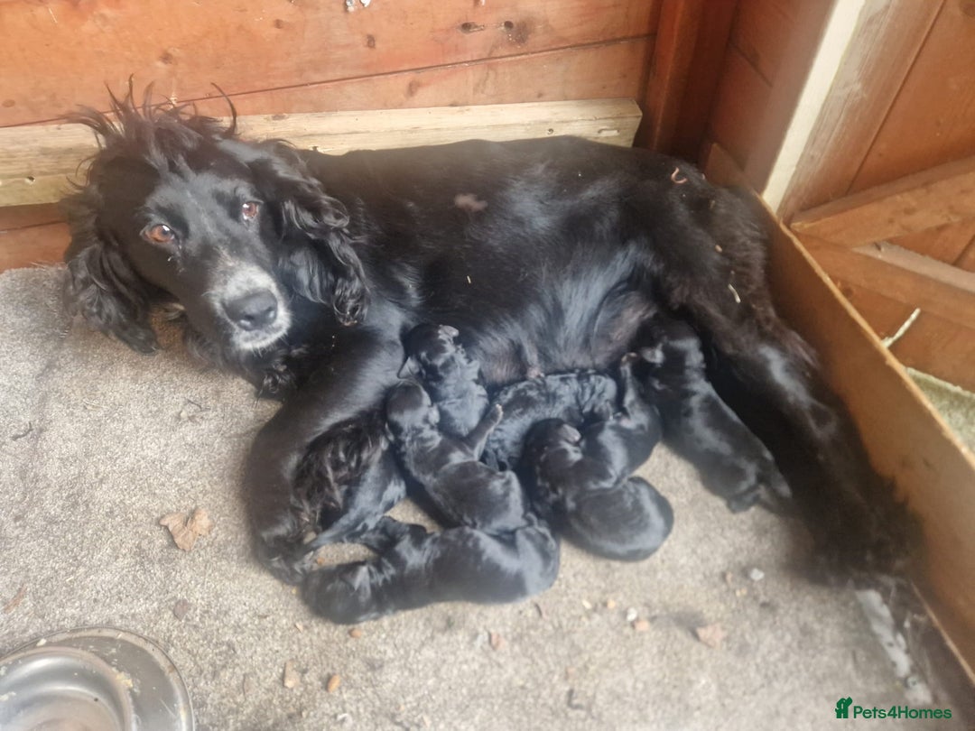 Cockapoo dogs for sale: Stunning litter of F1 Cockapoos - Image 7