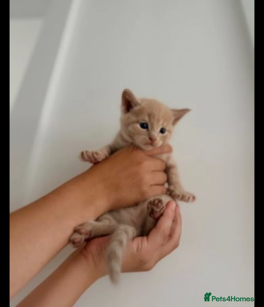 British Shorthair cats for sale: 🐱 Beautiful Ginger Kitten BoY in Harlow - Advert 1