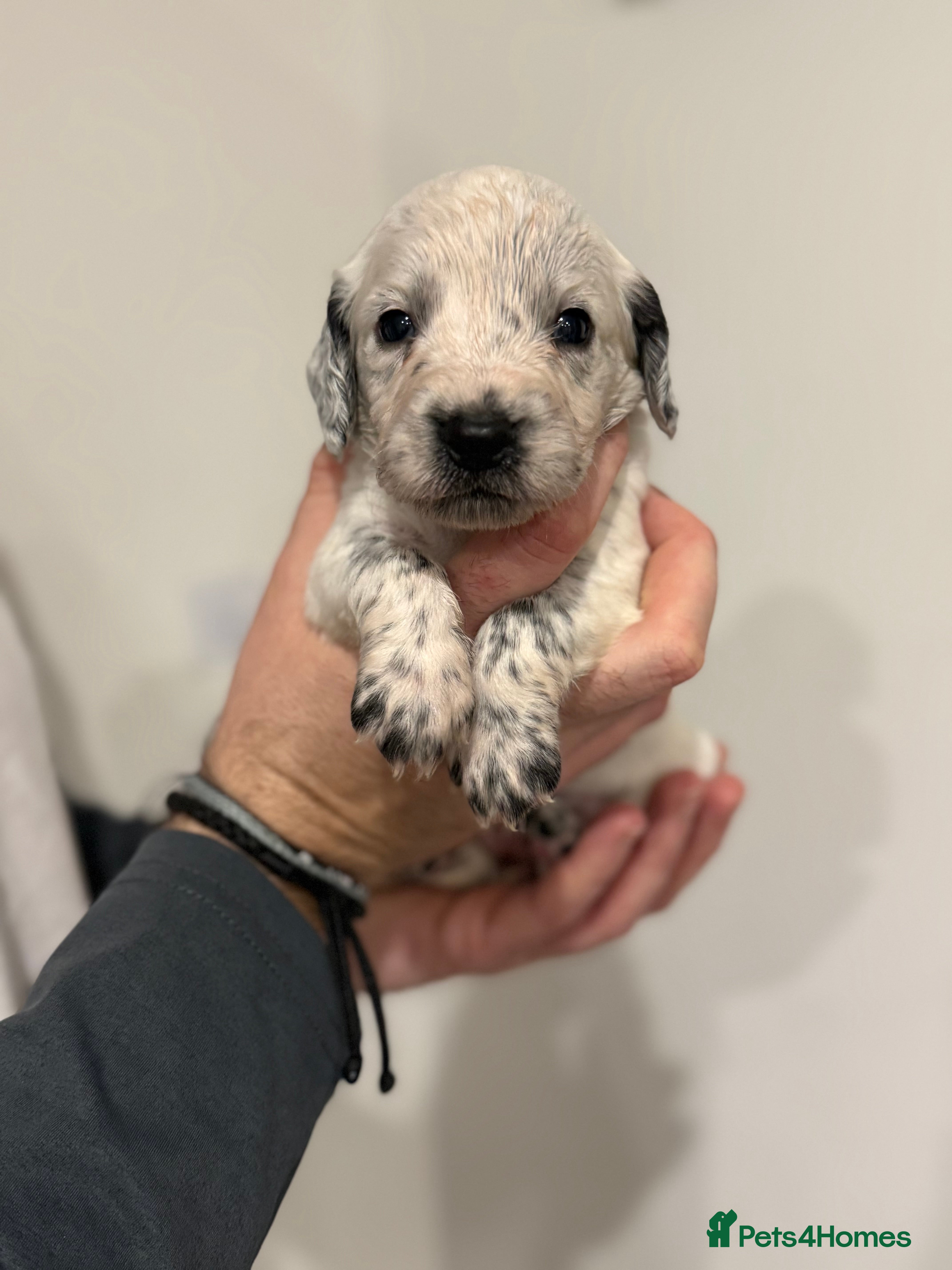 Sprocker dogs Stunning Sprocker pups 🐶💕 - Advert 2