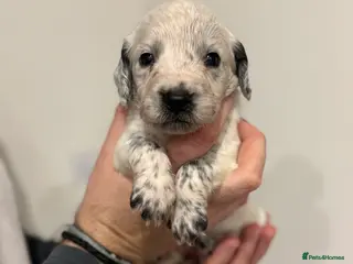 Sprocker dogs Stunning Sprocker pups 🐶💕 - Advert 2