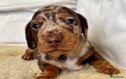 Miniature Dachshund dogs for sale: Miniature Dachshund puppies! - Image 3