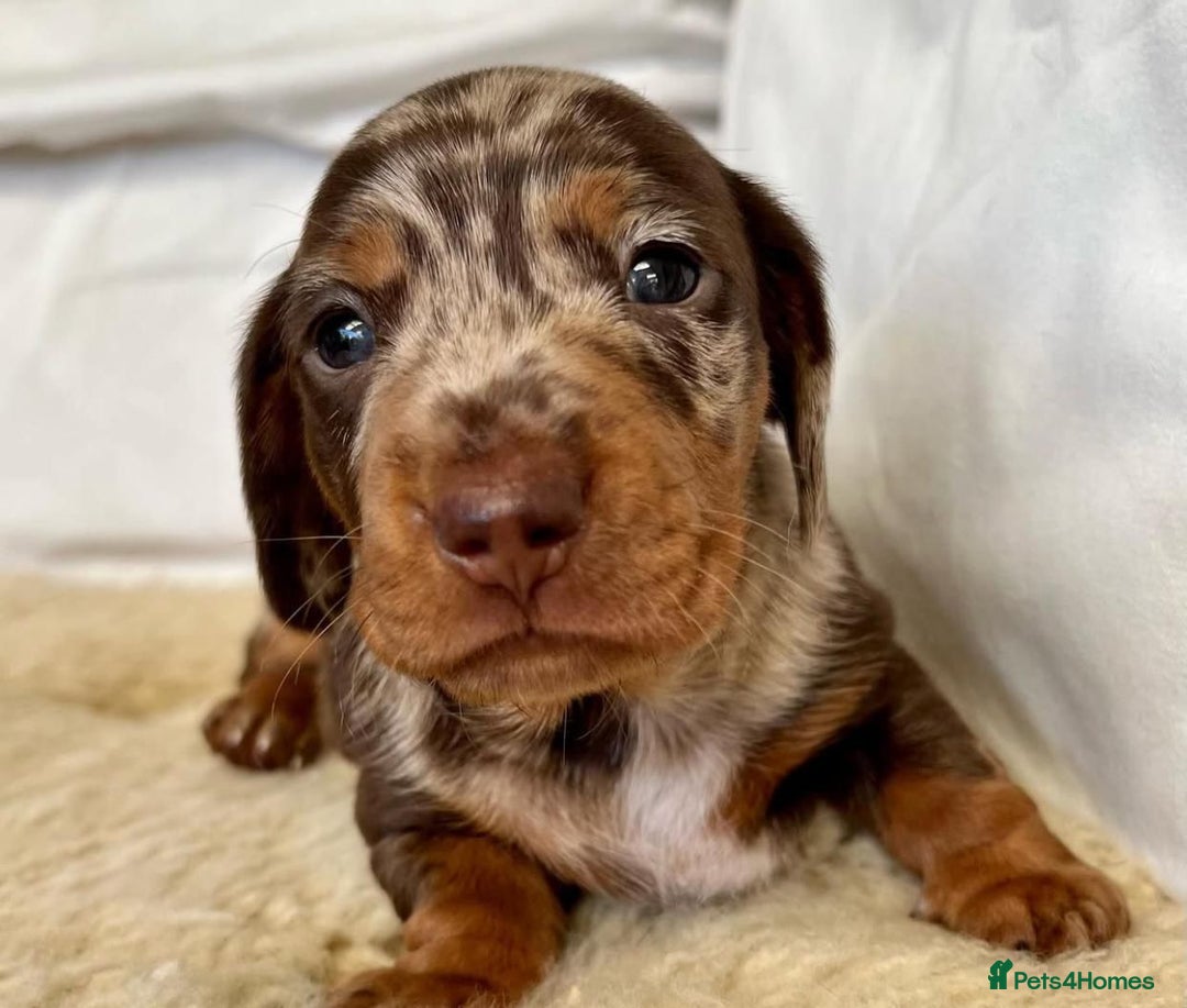 Miniature Dachshund dogs for sale: Miniature Dachshund puppies! - Image 3