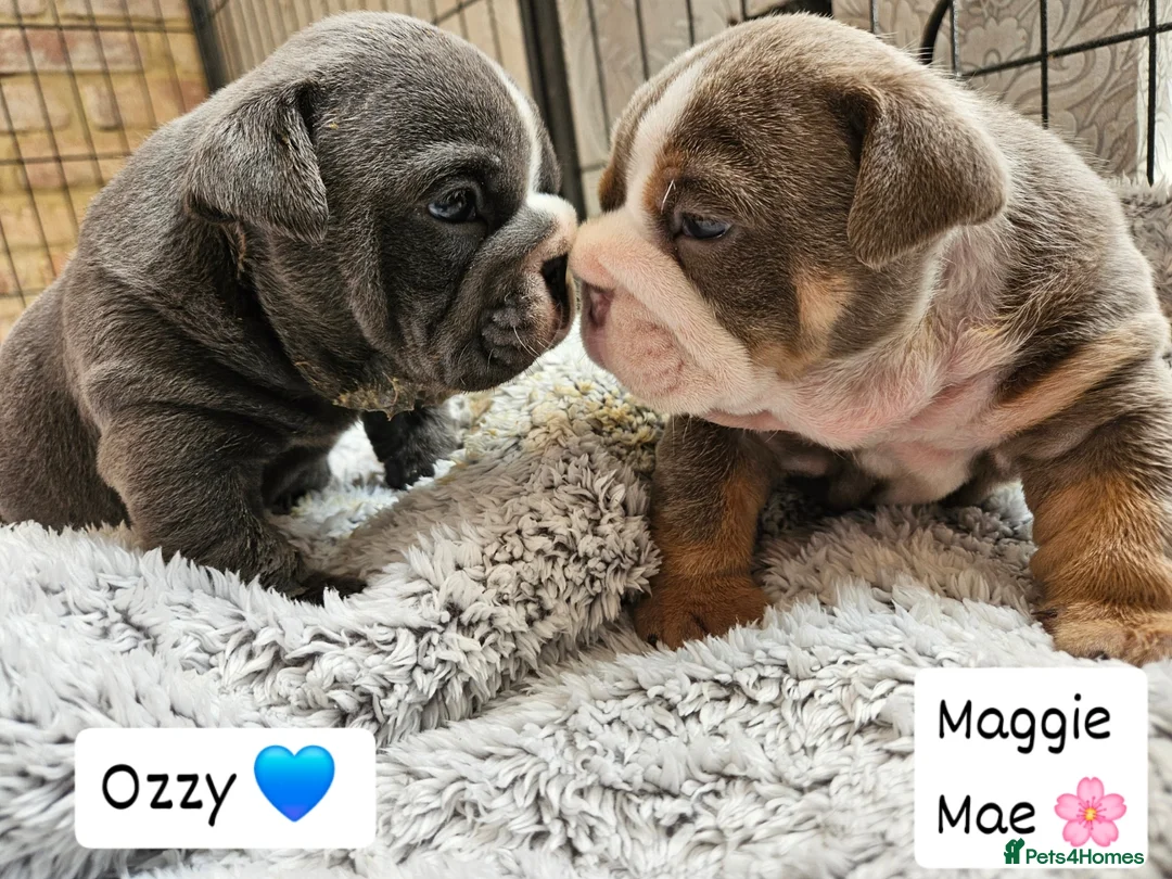 English Bulldog dogs for sale: Outstanding KC English Bulldogs, Top Quality Pups - Image 27