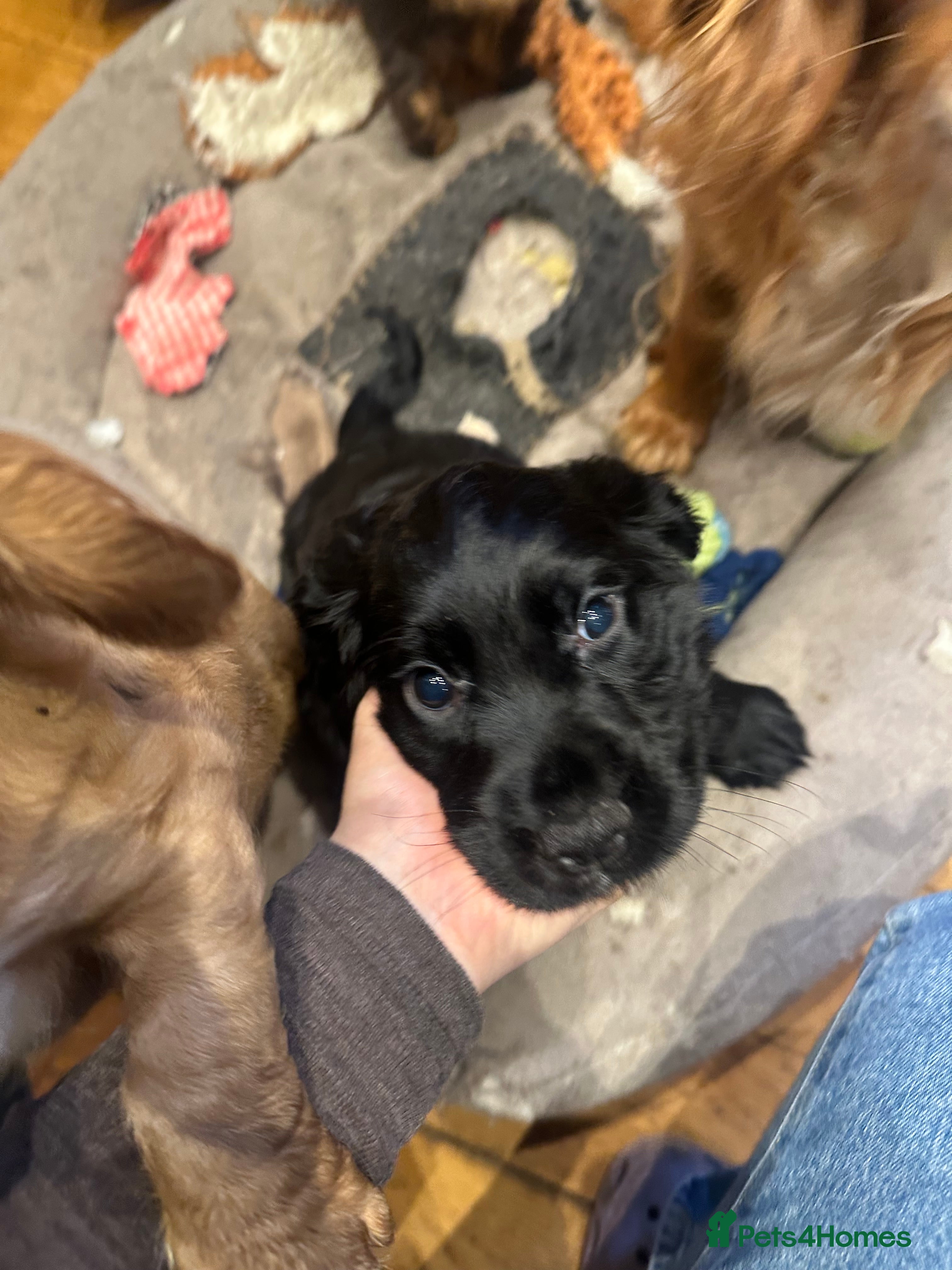 Cocker Spaniel dogs Only 1 boy left ready to go Working cocker spaniel - Advert 1