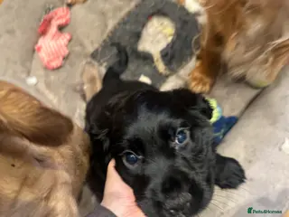 Cocker Spaniel dogs Only 1 boy left ready to go Working cocker spaniel - Advert 5