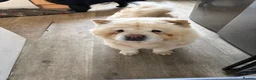 Chow Chow dogs for sale: Adult female chow chow  in Stevenston - Advert 2