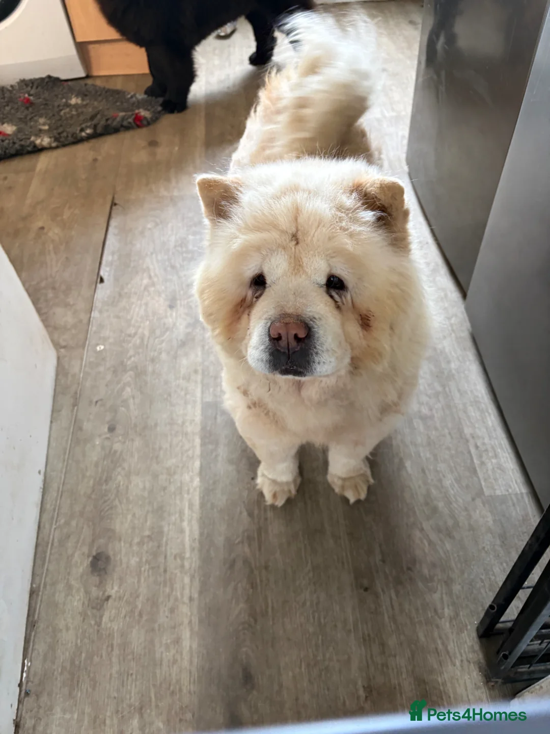 Chow Chow dogs for sale: Adult female chow chow  in Stevenston - Advert 2