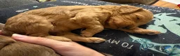 Cockapoo dogs for sale: Cockapoo pups - Advert 6