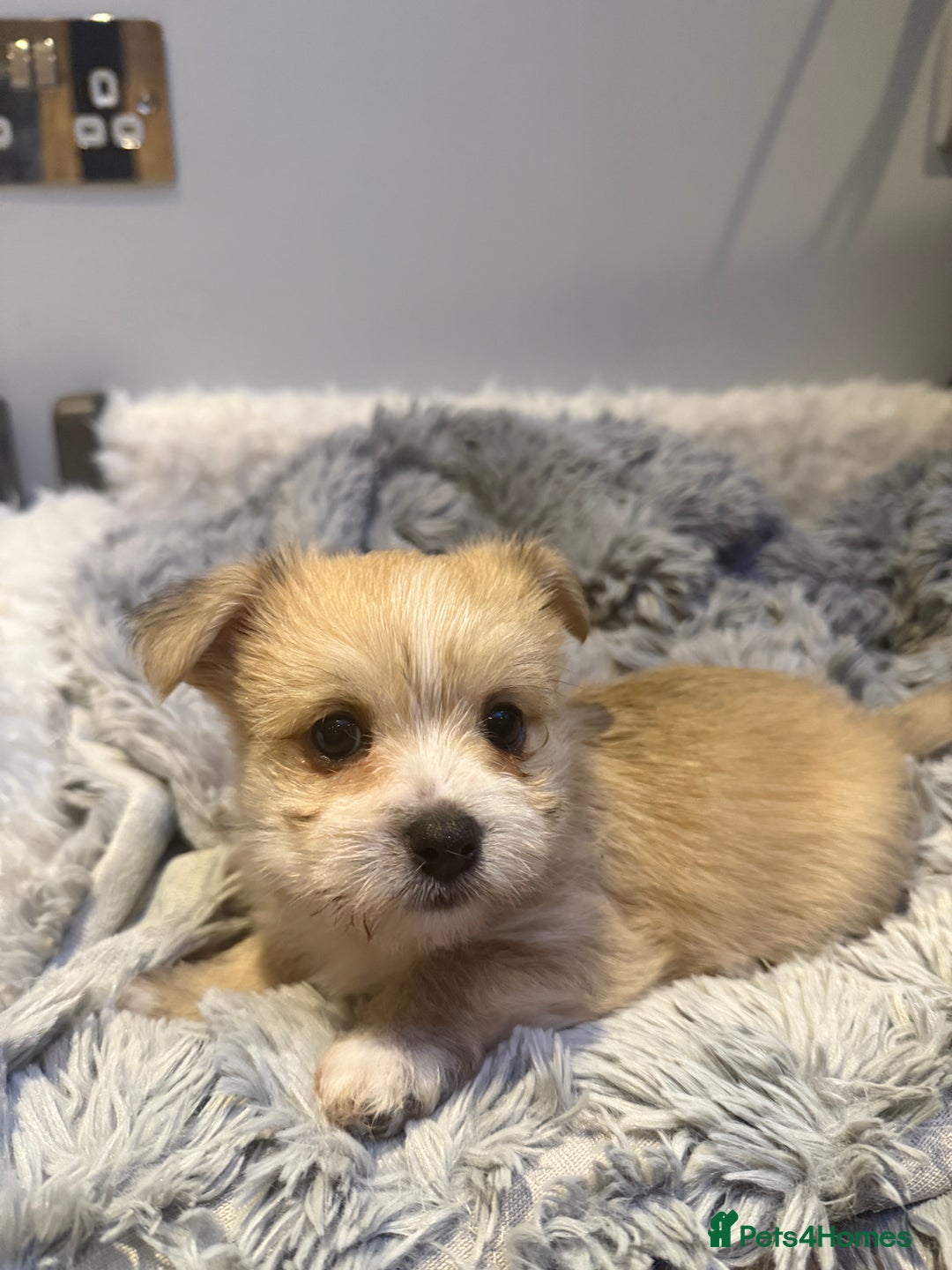 Mixed Breed dogs for sale: Unique mix - Maltese x JackChi Puppies - Advert 7