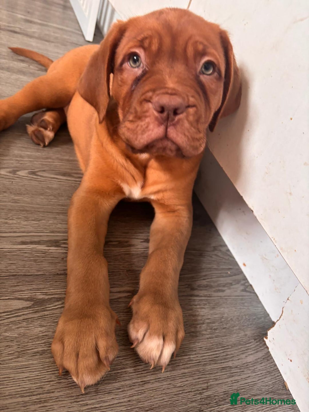 Dogue De Bordeaux dogs for sale: Dogue de bordeux  puppies  - Image 7