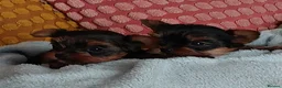 Yorkshire Terrier dogs for sale: Two K.C Yorkshire terrier boys champion bloodlines - Advert 16