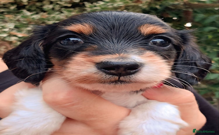 Miniature Dachshund dogs - Advert 5