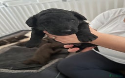 Mixed Breed dogs for sale: Double doodles  - Image 5