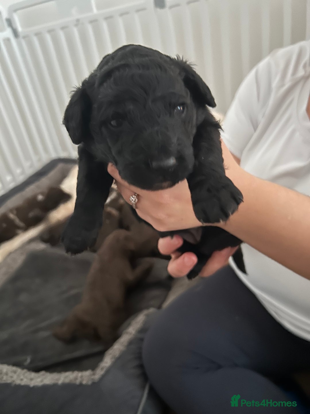 Mixed Breed dogs for sale: Double doodles  - Image 5