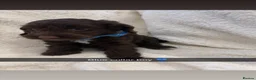 Cockapoo dogs for sale: Stunning Cockerpoo pups  - Advert 6