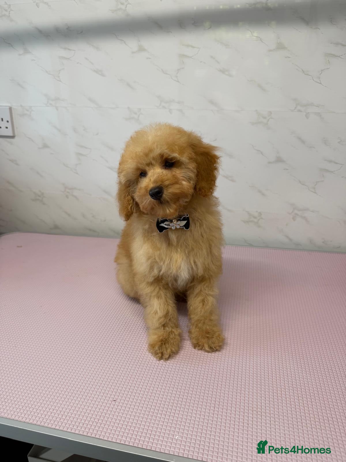 Toy Poodle dogs Toy poodle  - Advert 2