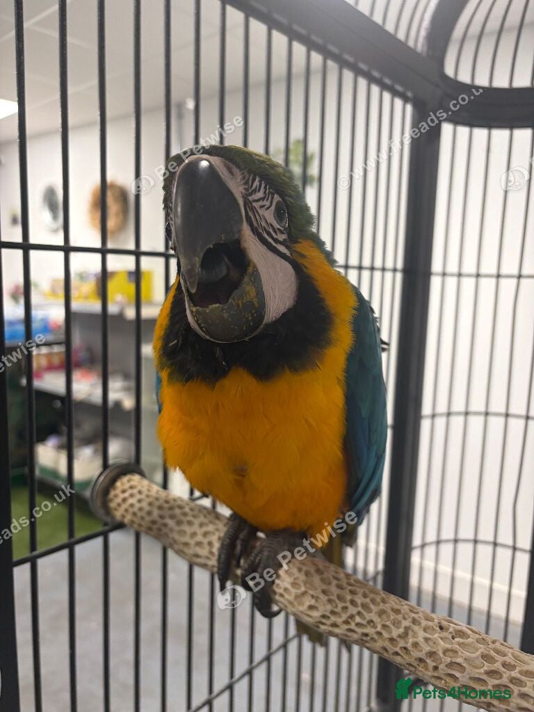 Macaws birds Hand Reared Baby Blue & Gold Macaws  - Advert 16