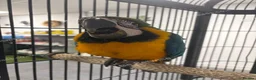 Macaws birds for sale: Hand Reared Baby Blue & Gold Macaws  - Advert 1