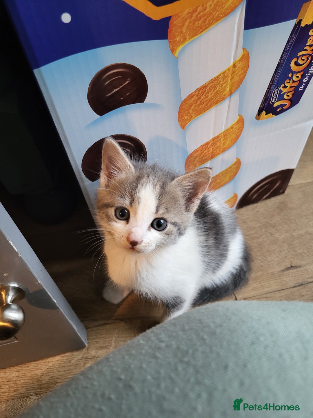 Mixed Breed cats for sale: Mixed kittens for sale, wide range of variety. - Advert 11