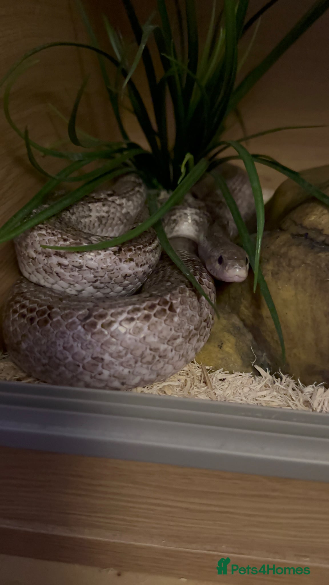 Corn Snake reptiles Noodle - graphite corn - Advert 1