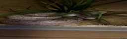 Corn Snake reptiles for sale: Noodle - graphite corn in Weston-super-Mare - Advert 1