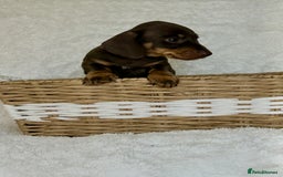 Miniature Dachshund dogs for sale: Photo's do not do this litter justice - Image 8